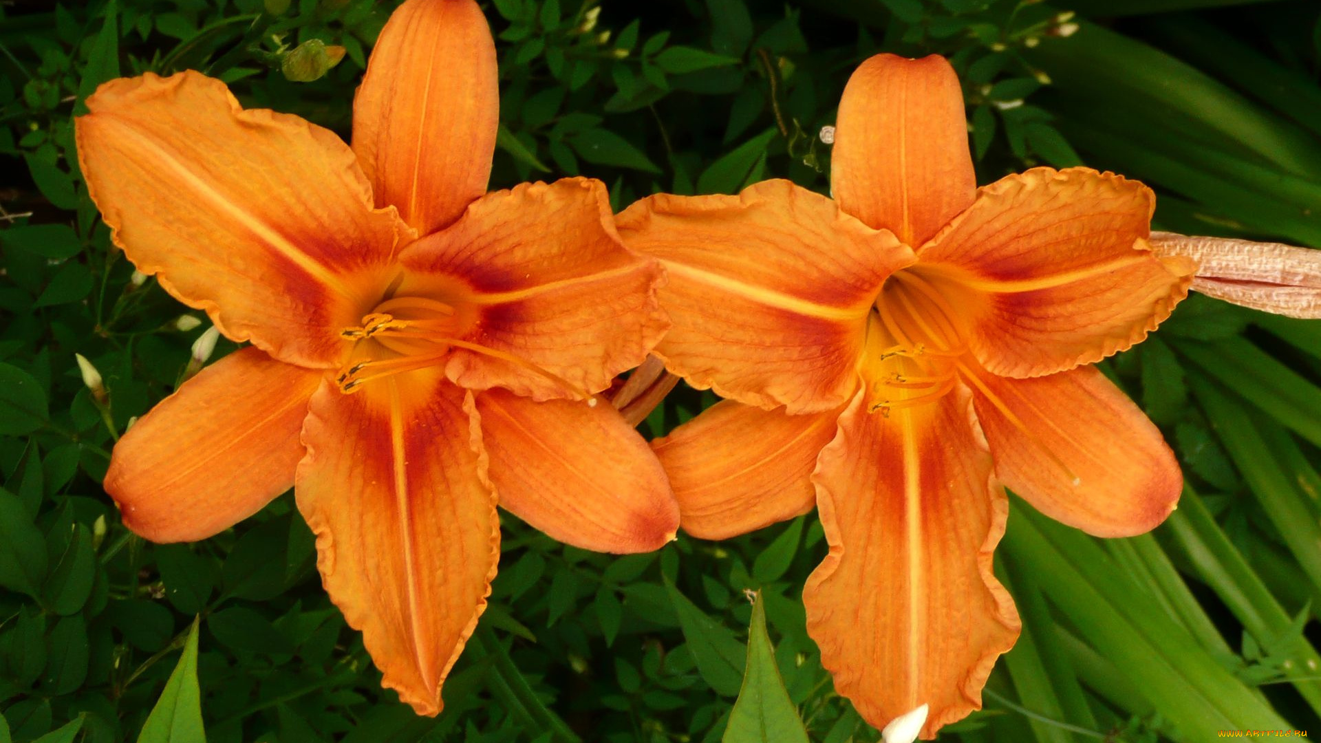 цветы, лилии, лилейники