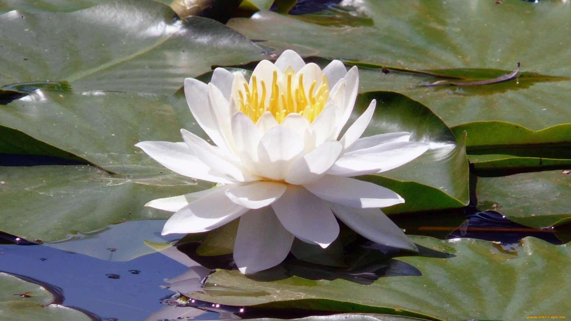 цветы, лилии, водяные, нимфеи, кувшинки