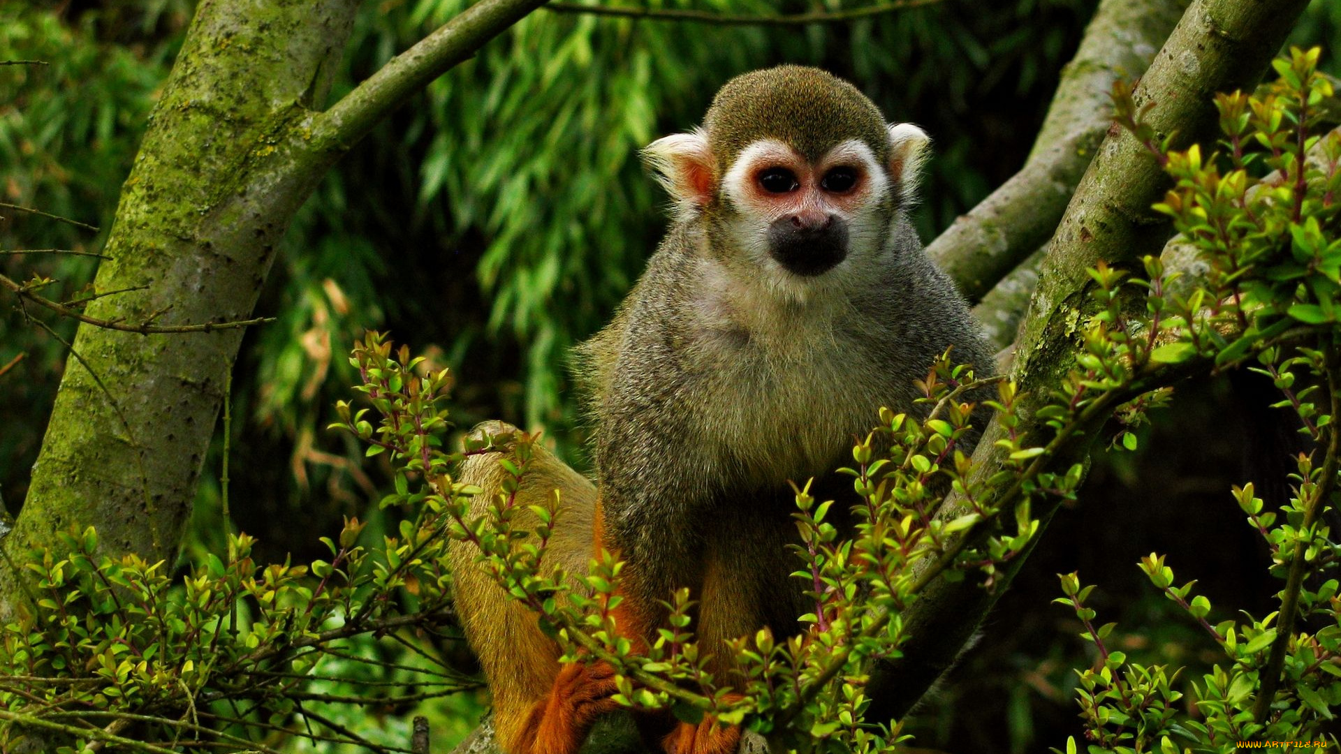 животные, обезьяны