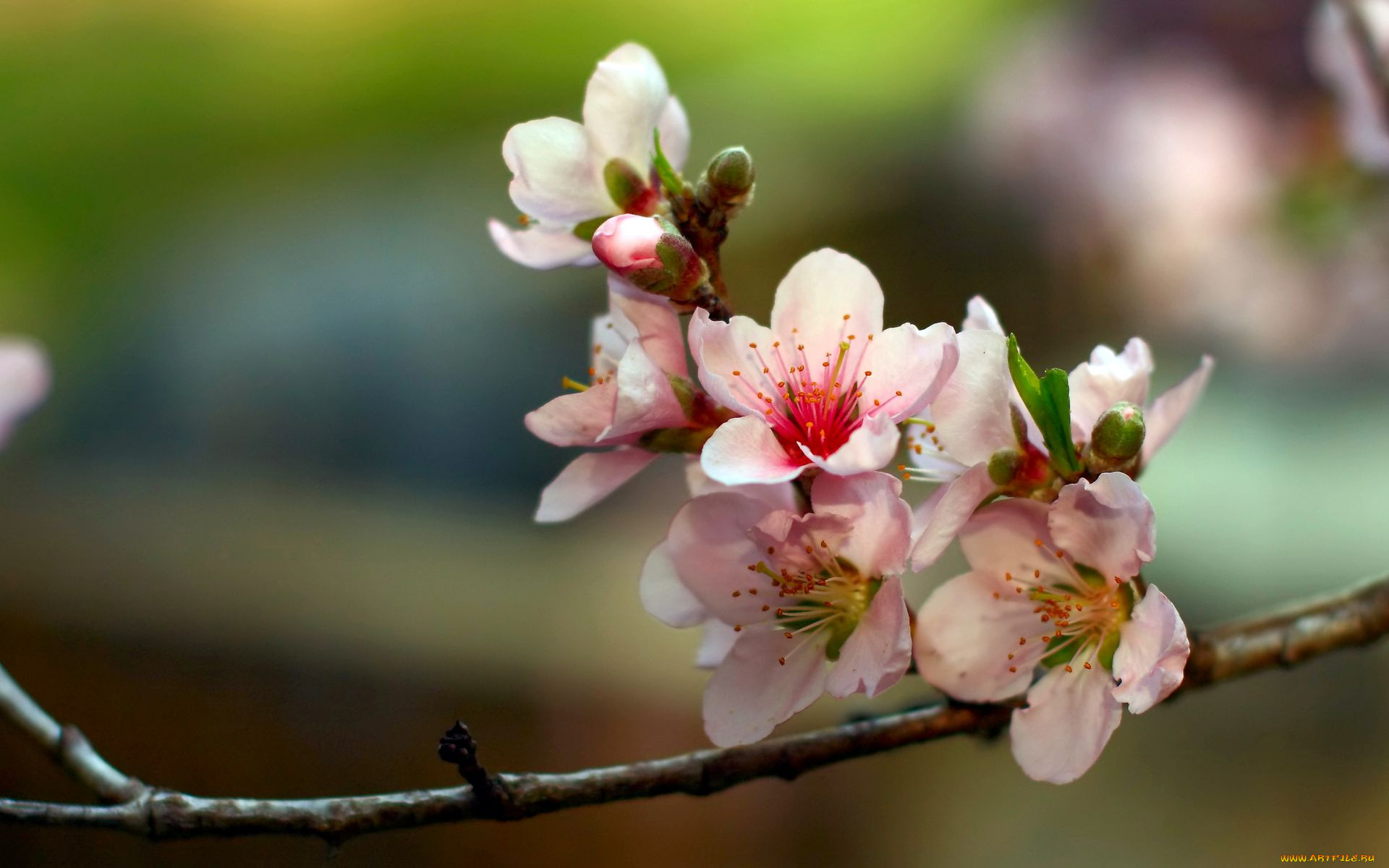 цветы, цветущие, деревья, кустарники