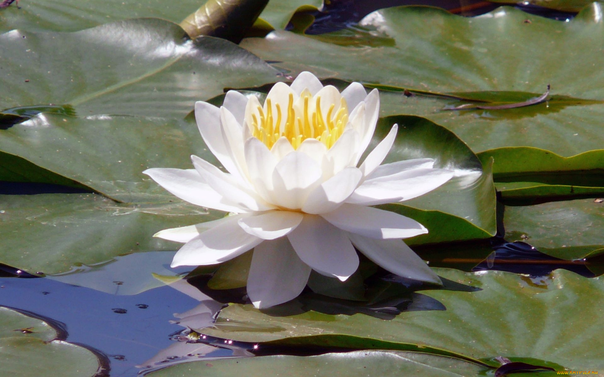 цветы, лилии, водяные, нимфеи, кувшинки