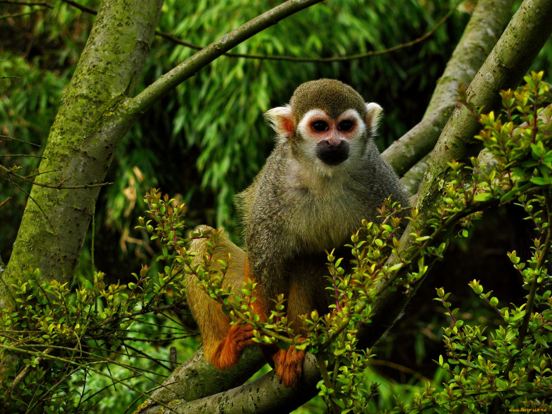 животные, обезьяны