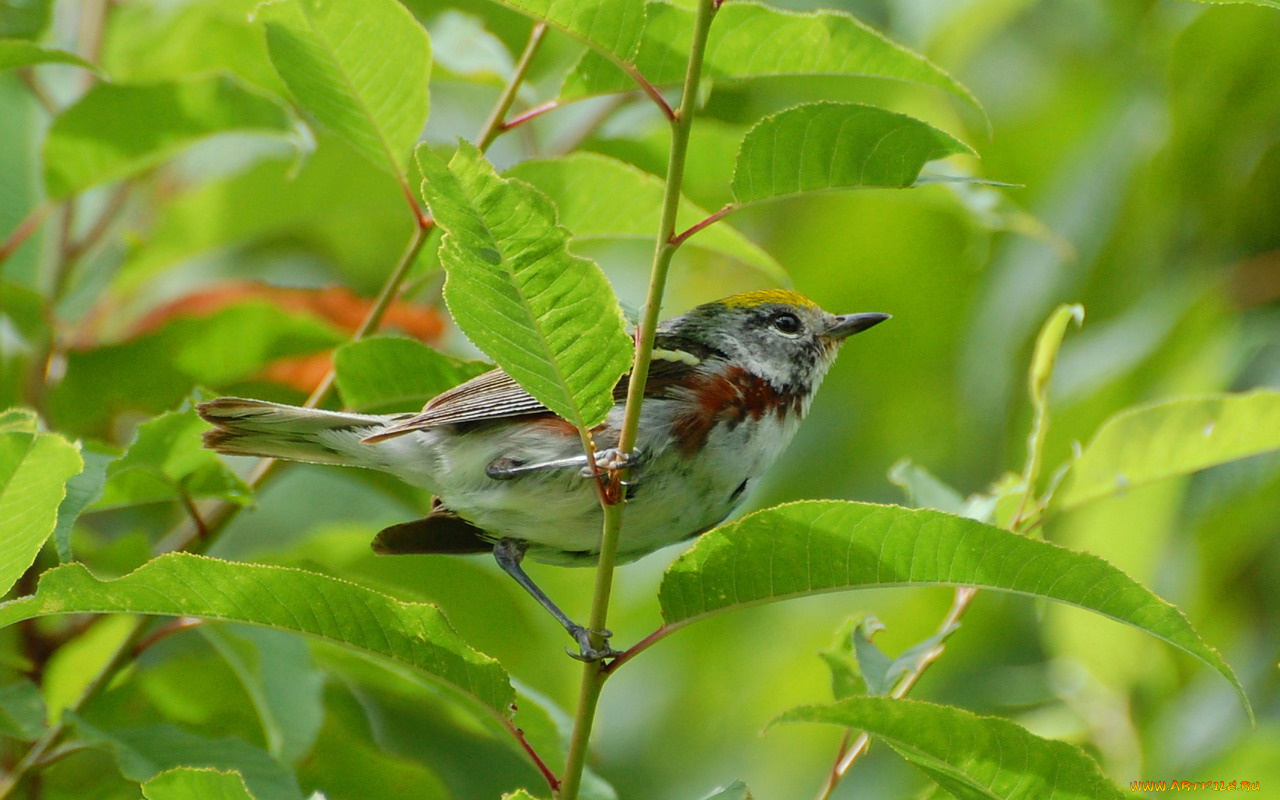животные, птицы
