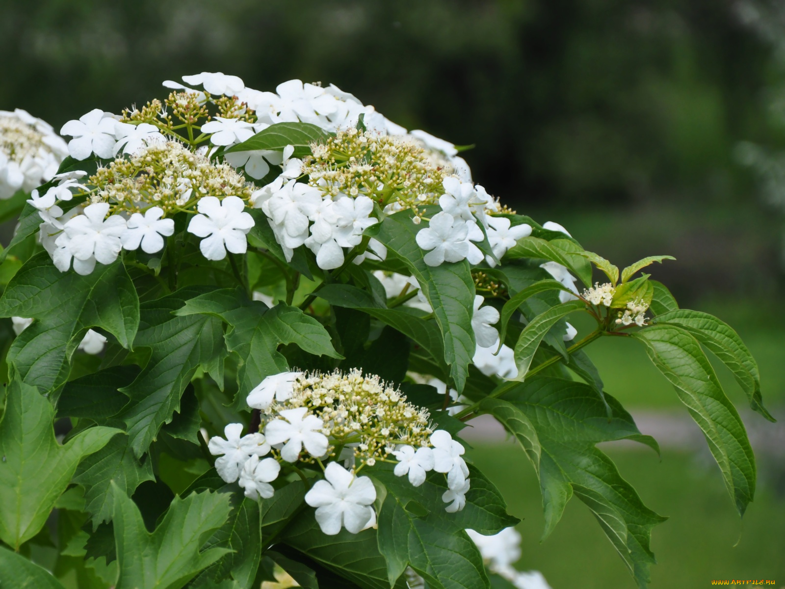 цветы, цветущие, деревья, кустарники, калина