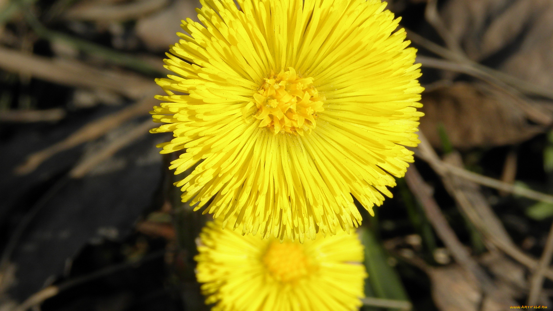 цветы, луговые, полевые