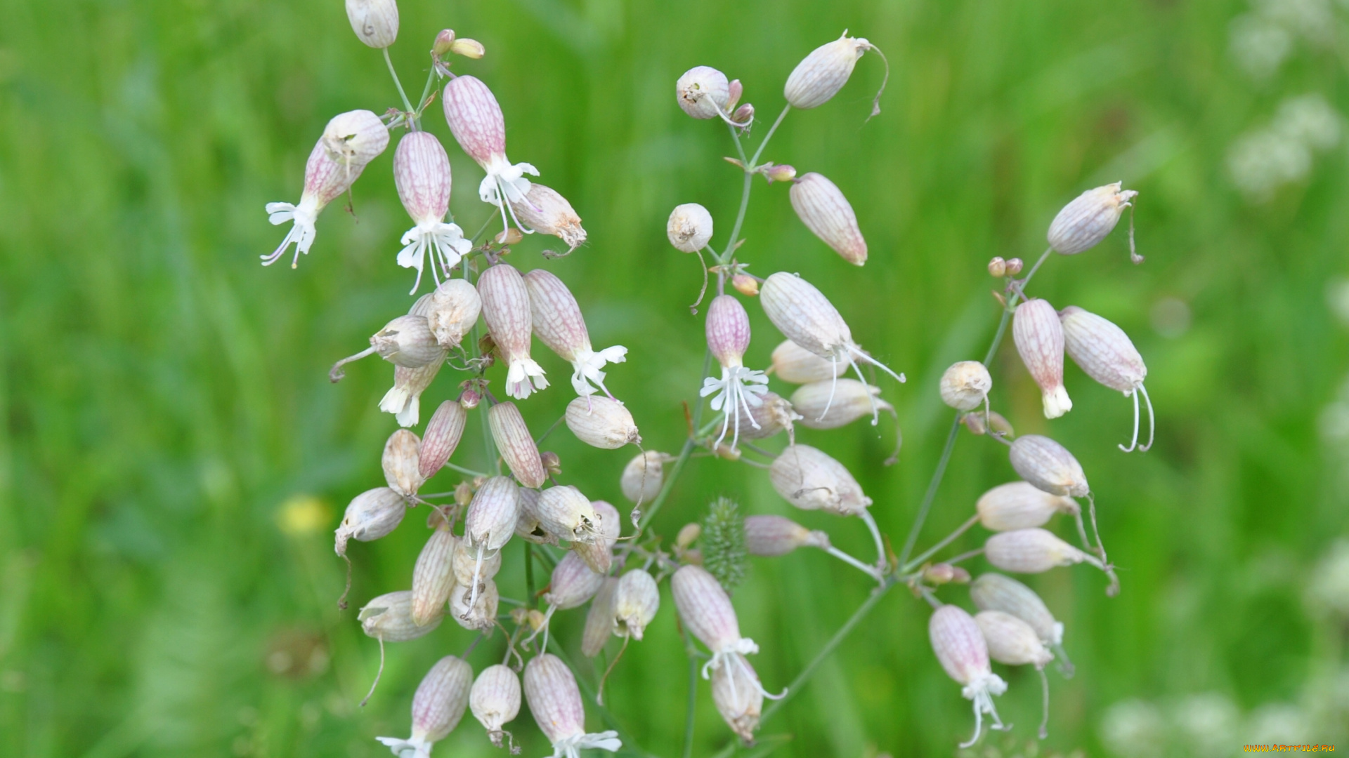 цветы, луговые, полевые