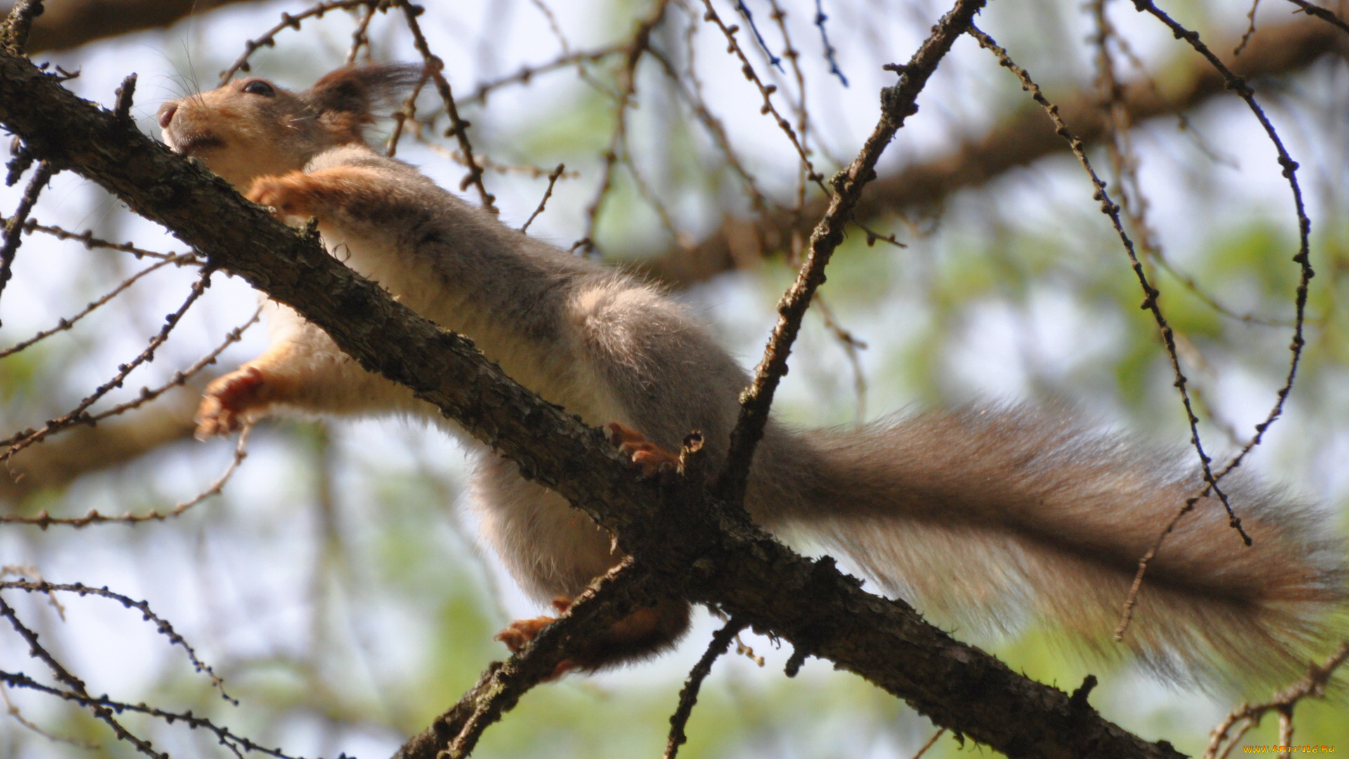 животные, белки