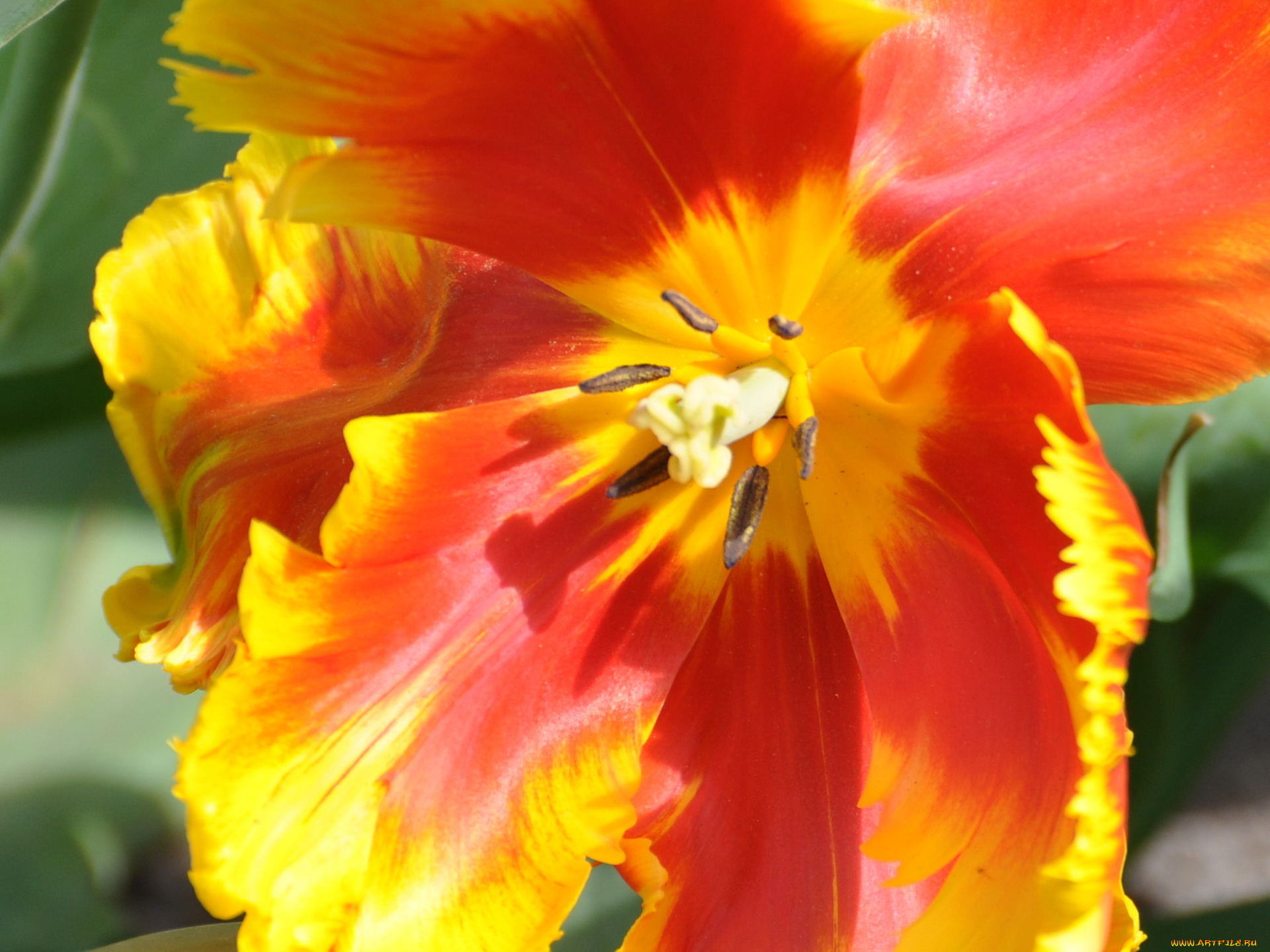 цветы, тюльпаны