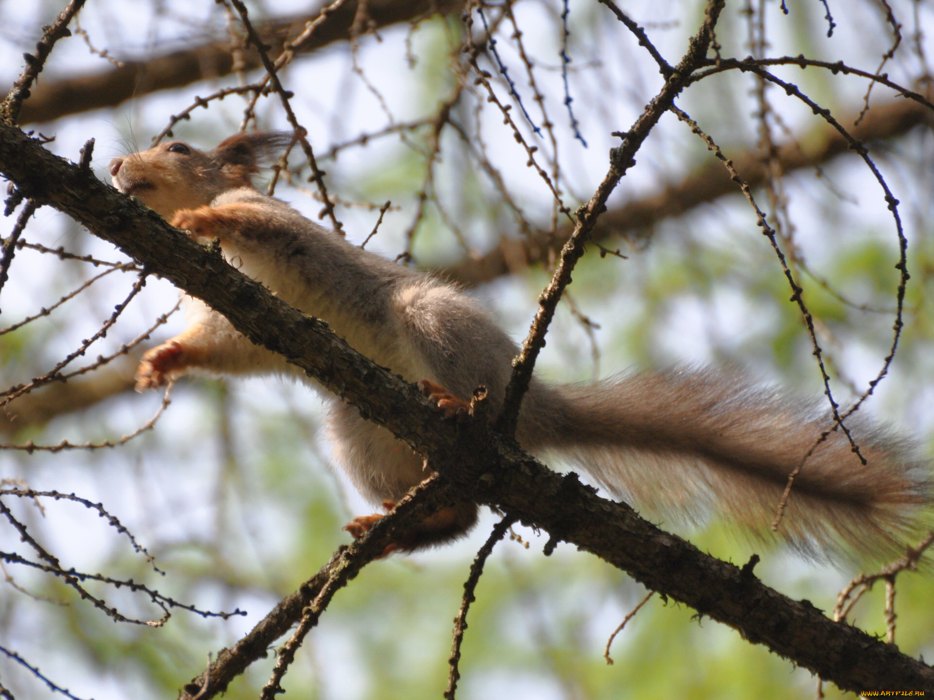 животные, белки