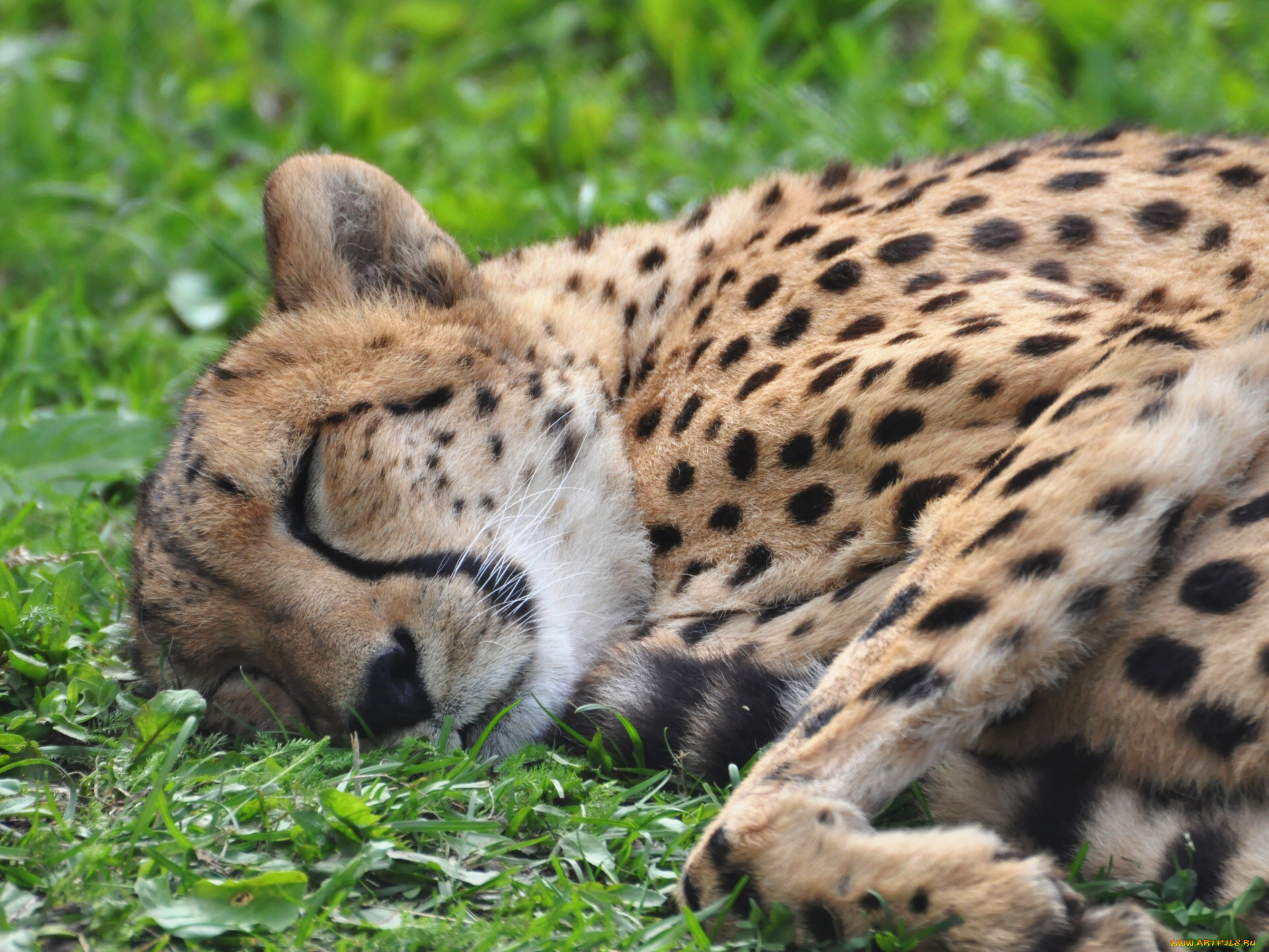 животные, гепарды