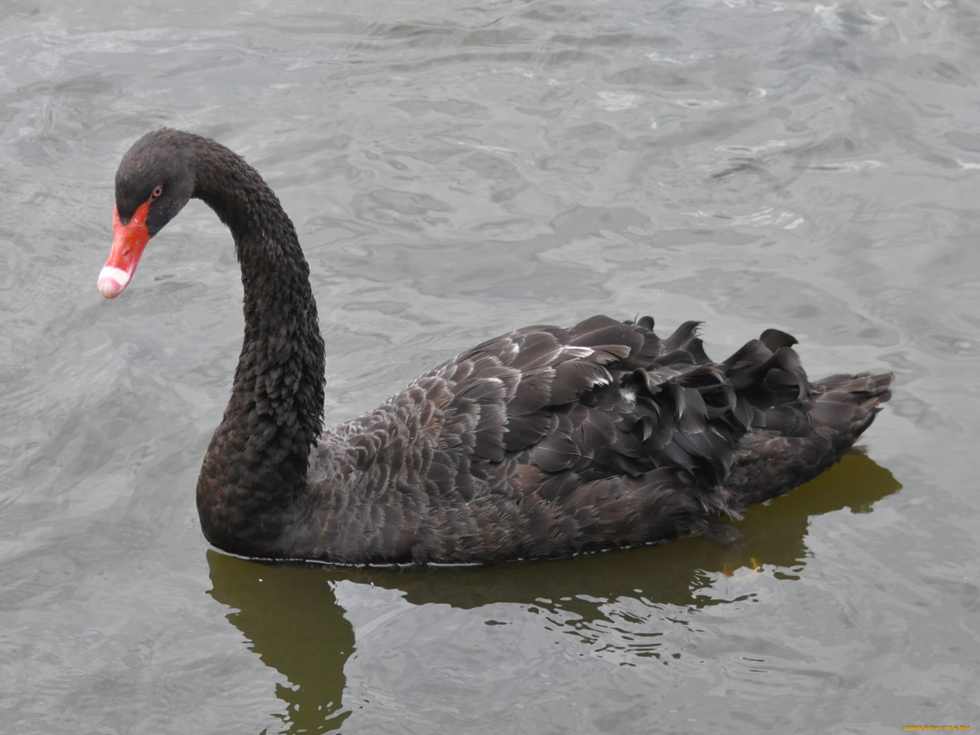 животные, лебеди