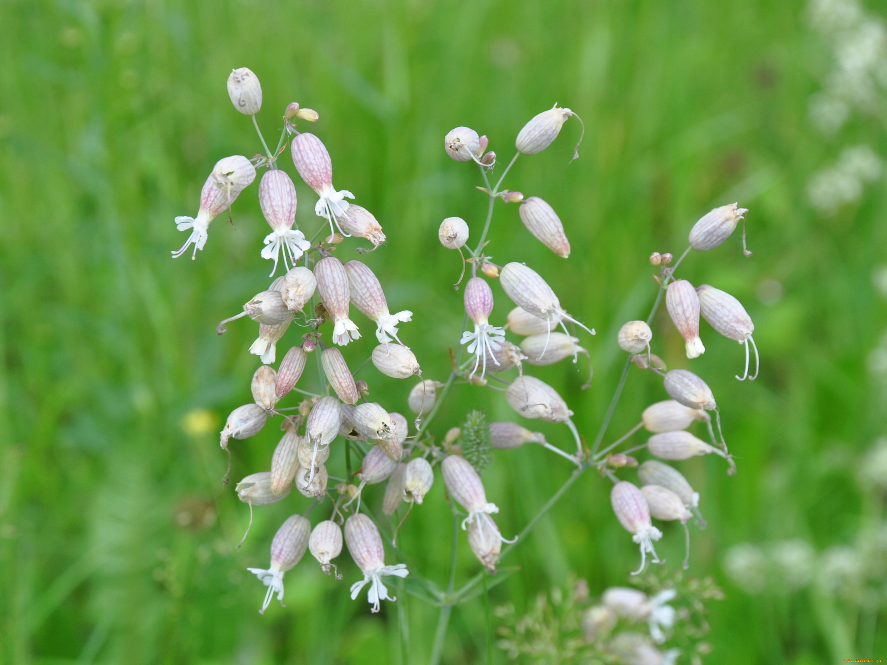 цветы, луговые, полевые