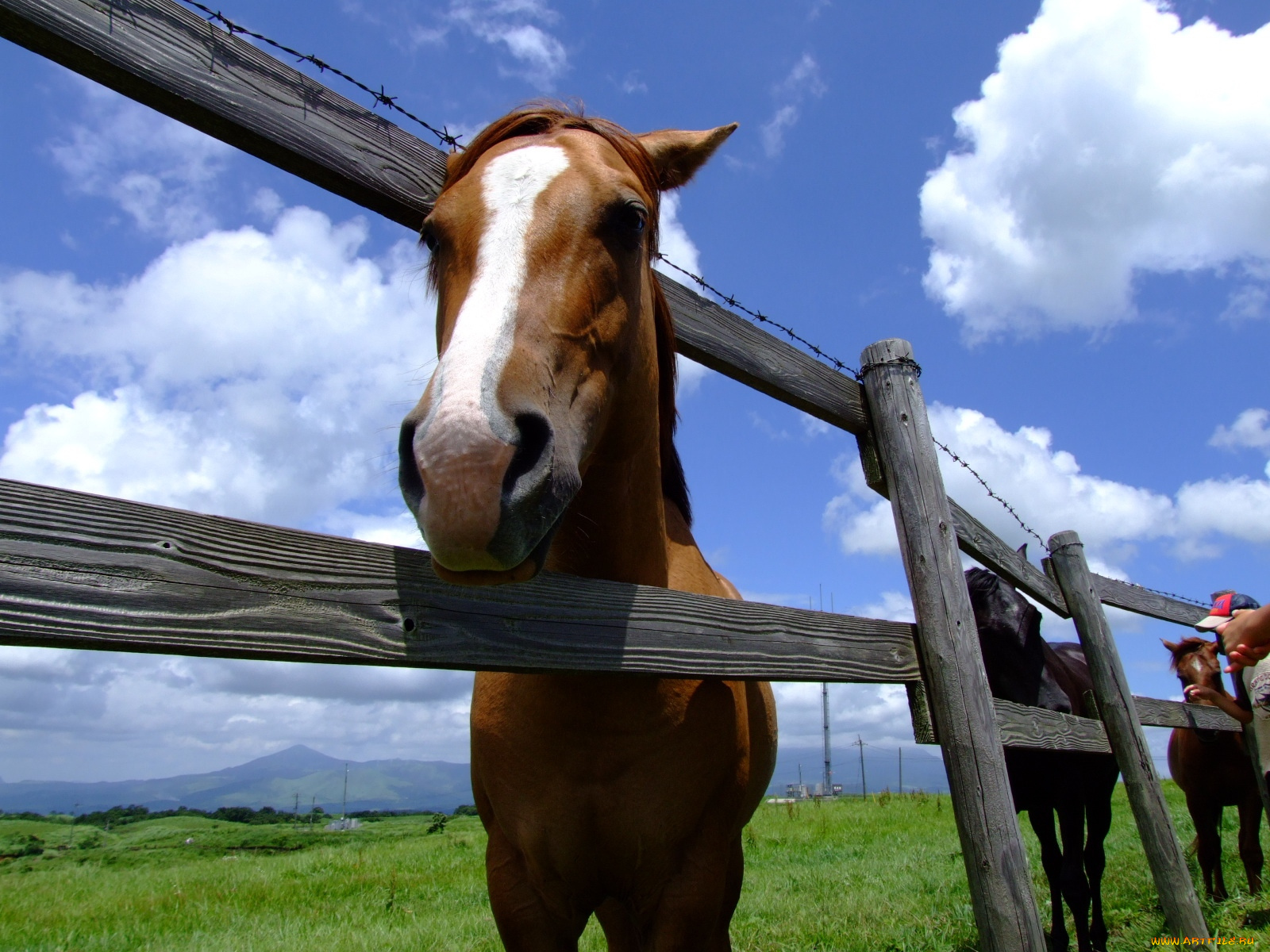 животные, лошади, конь