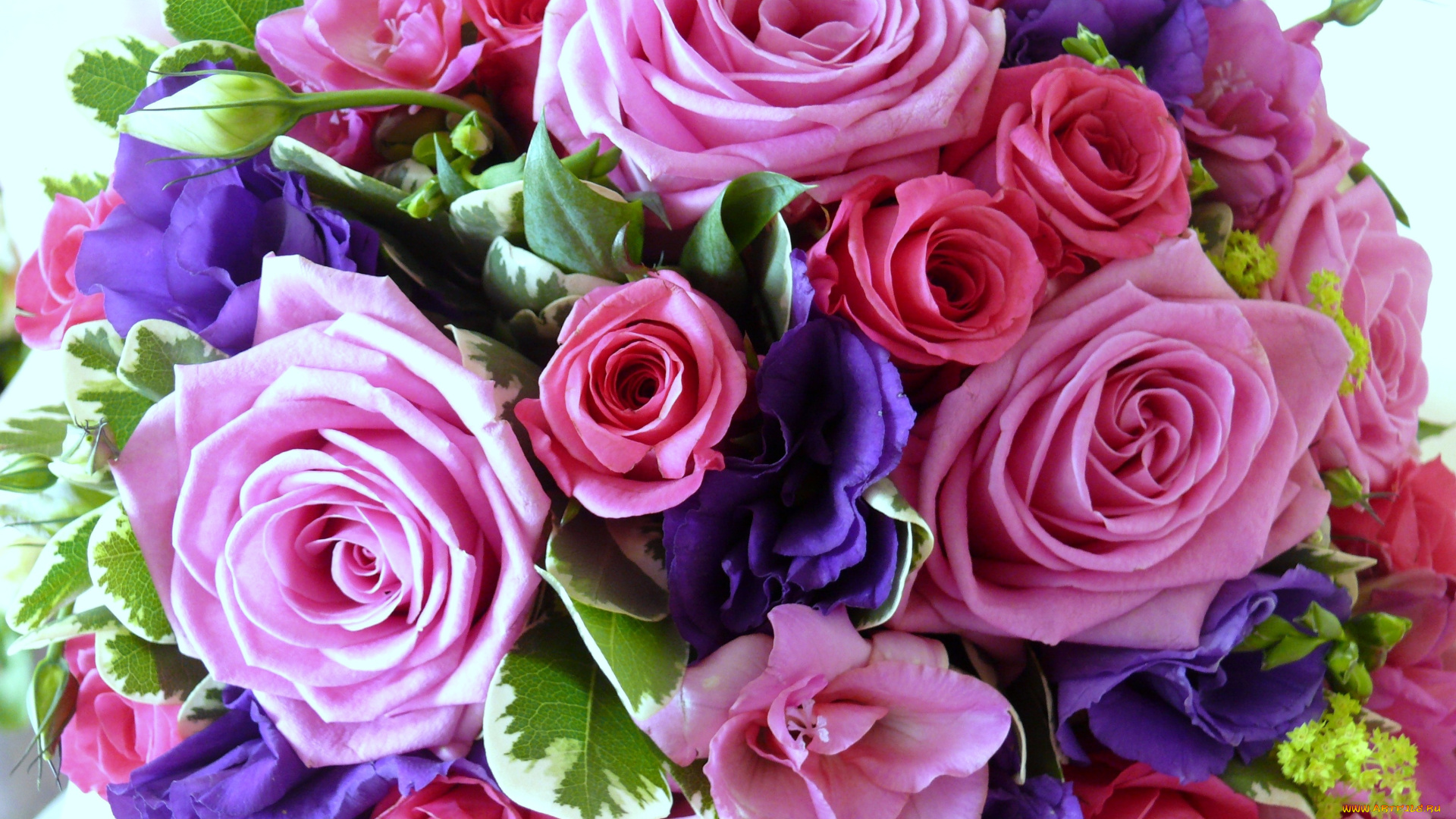 цветы, букеты, композиции, розовый, анемоны, розы