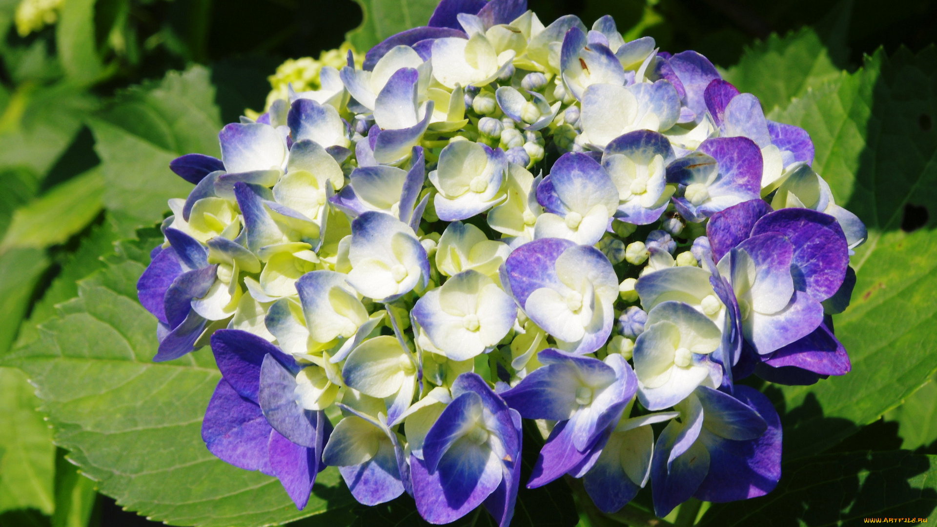 цветы, гортензия