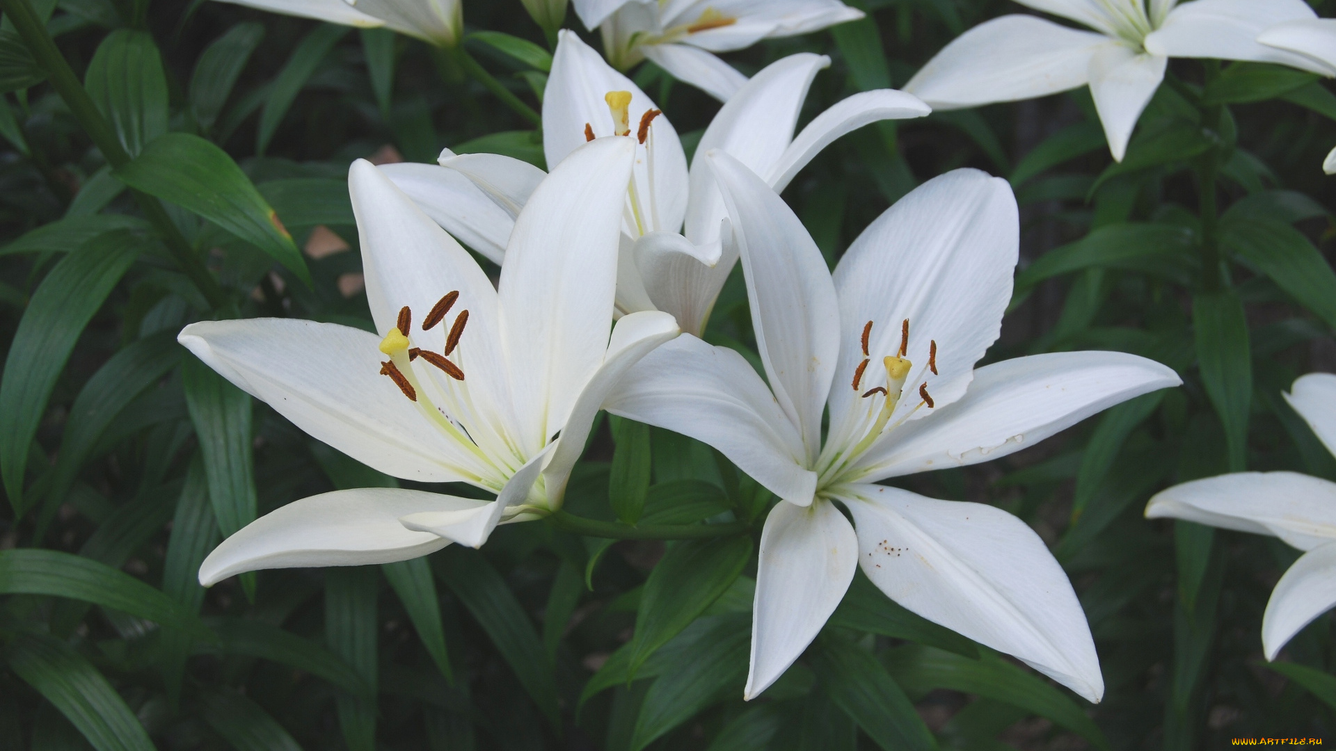 цветы, лилии, лилейники