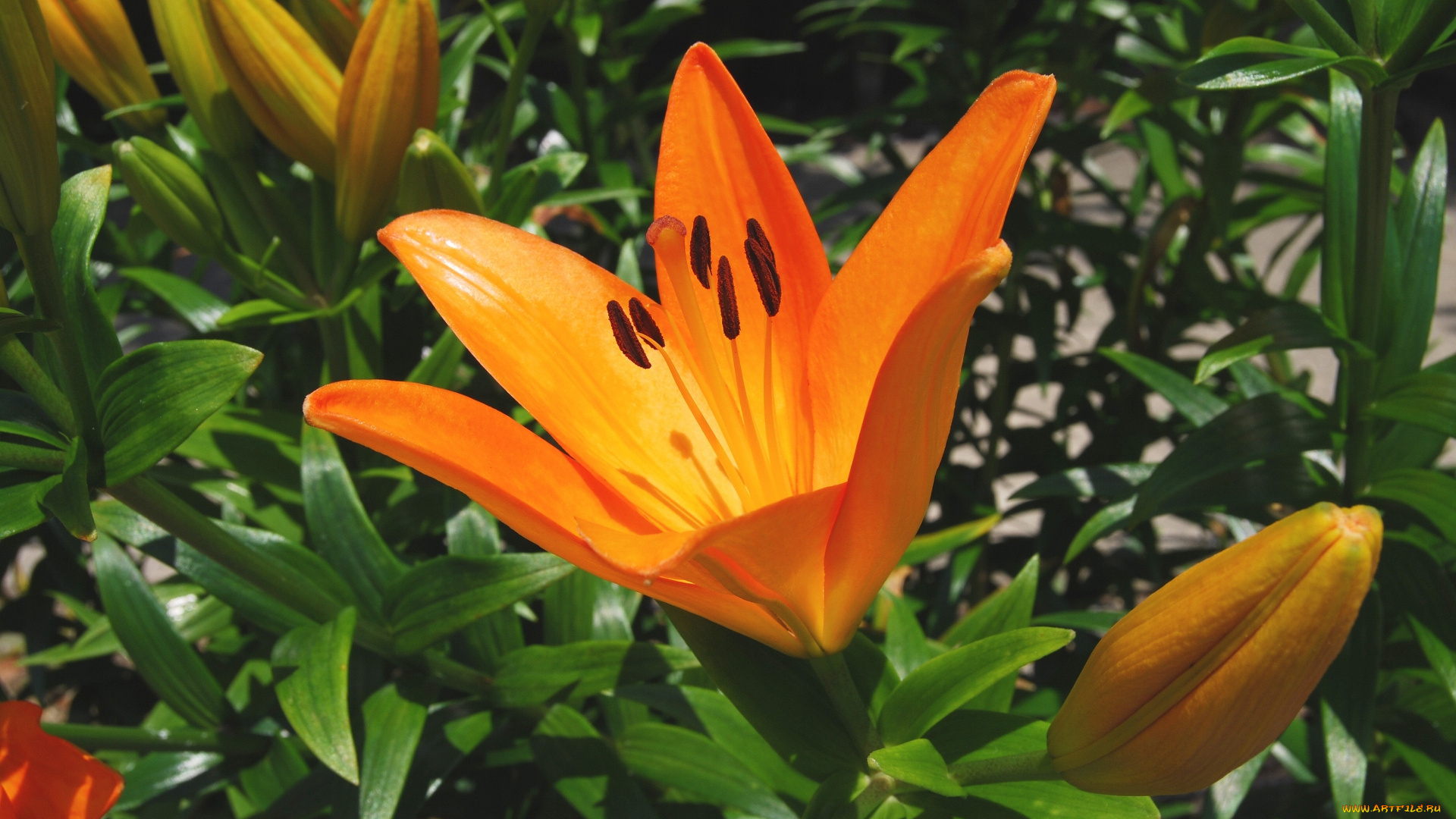 цветы, лилии, лилейники