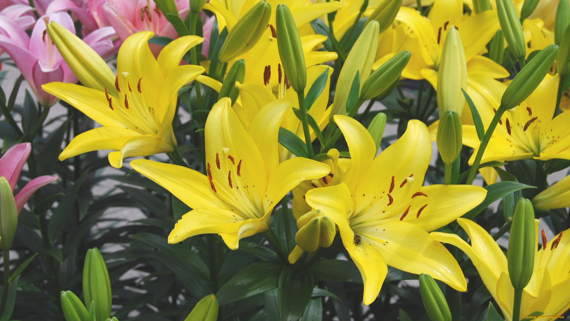 цветы, лилии, лилейники