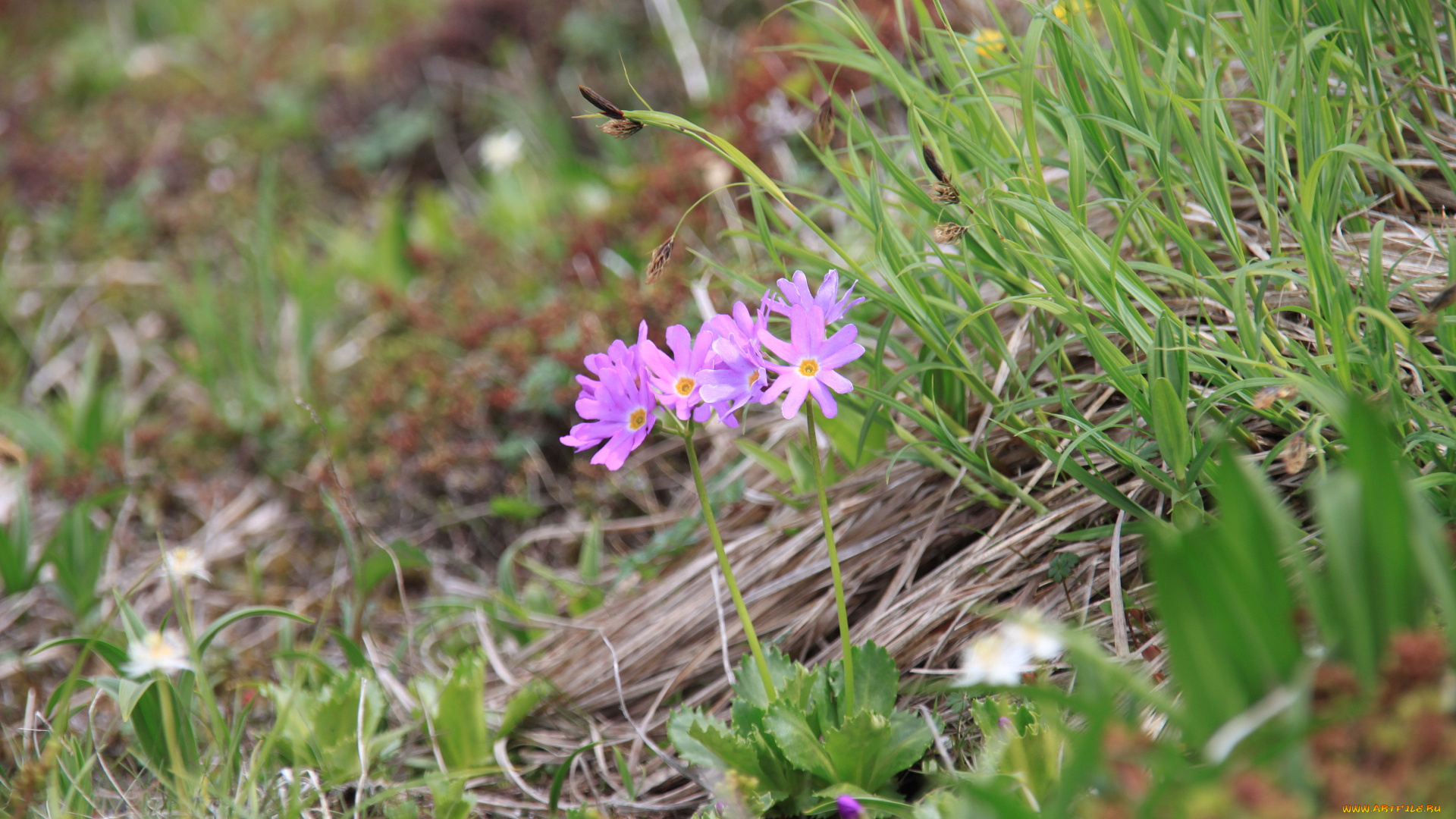 цветы, примулы
