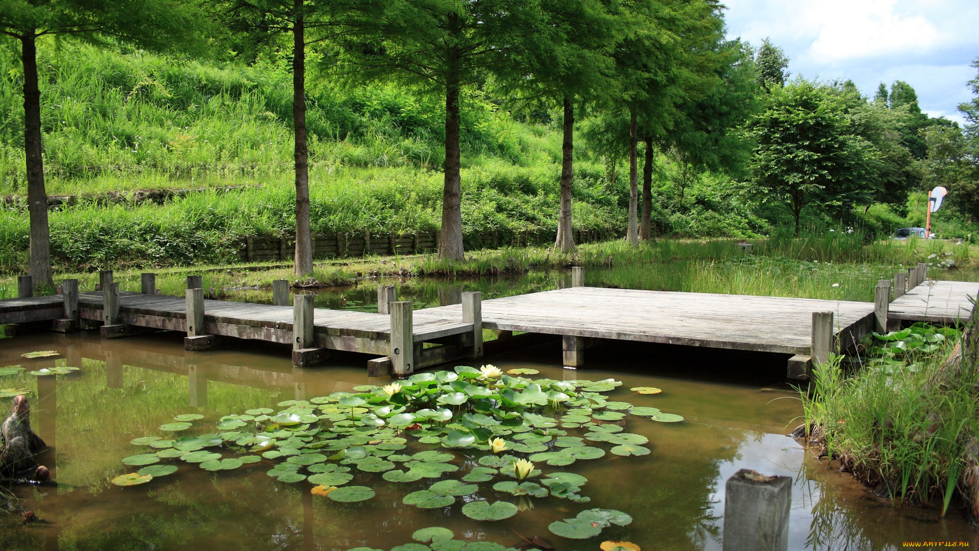 природа, парк, мост, лилии, вода