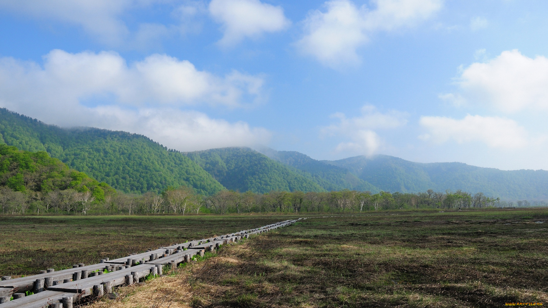 природа, поля, луг, деревья