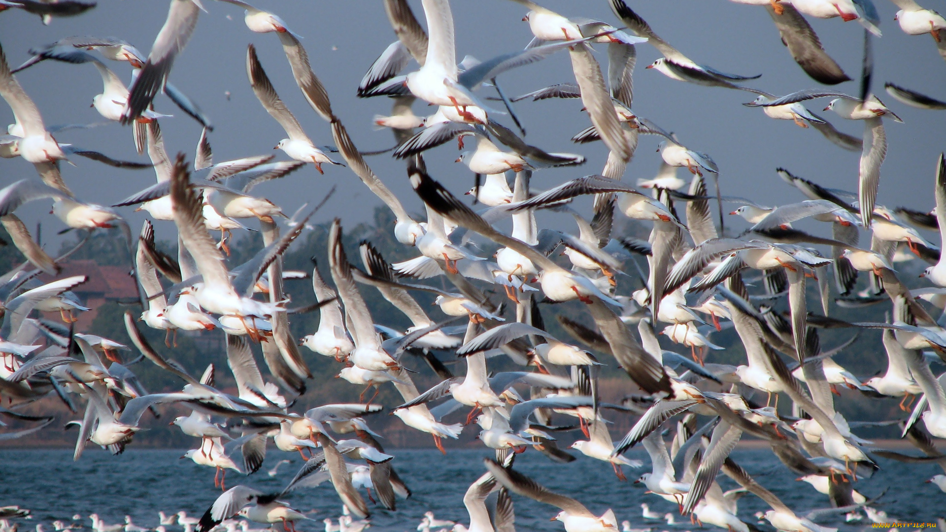 животные, Чайки, бакланы, крачки, много, полет, чайки
