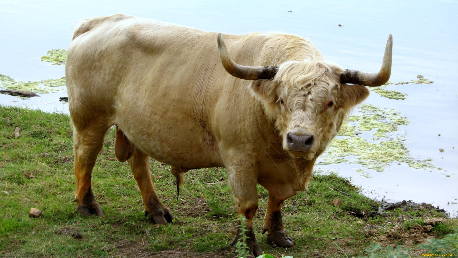 животные, коровы, буйволы, рога, бык, большой