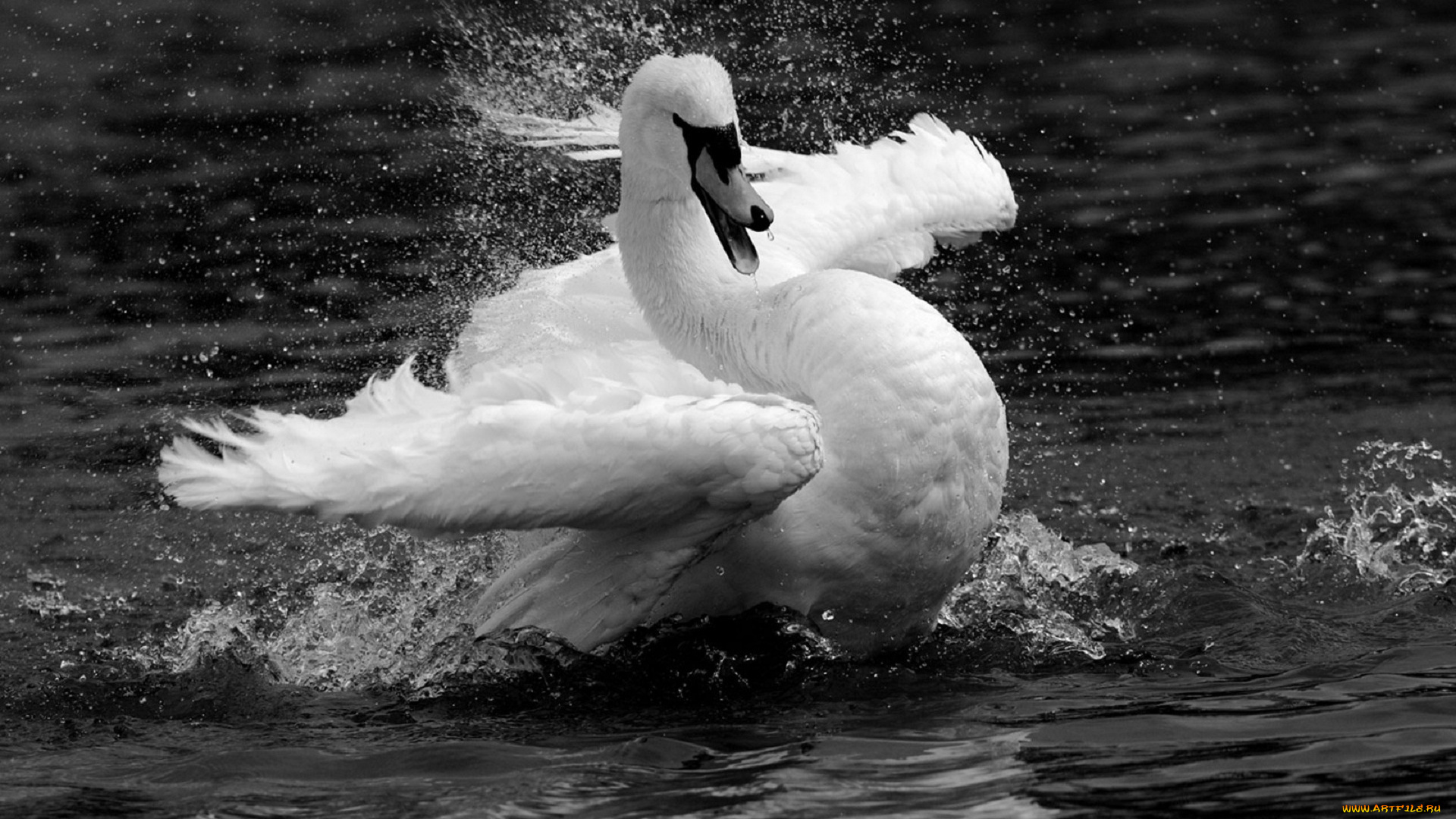 животные, лебеди