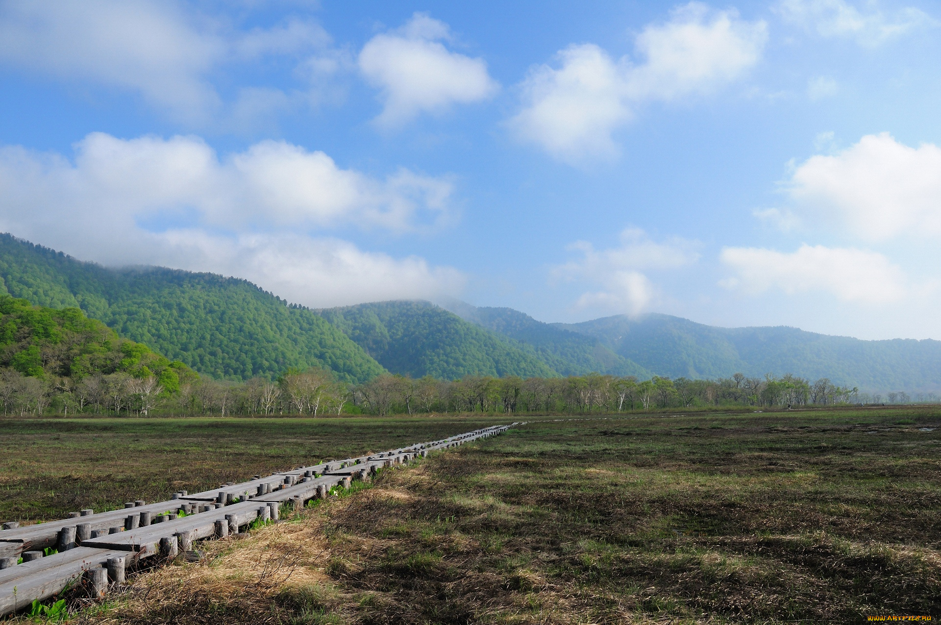 природа, поля, луг, деревья