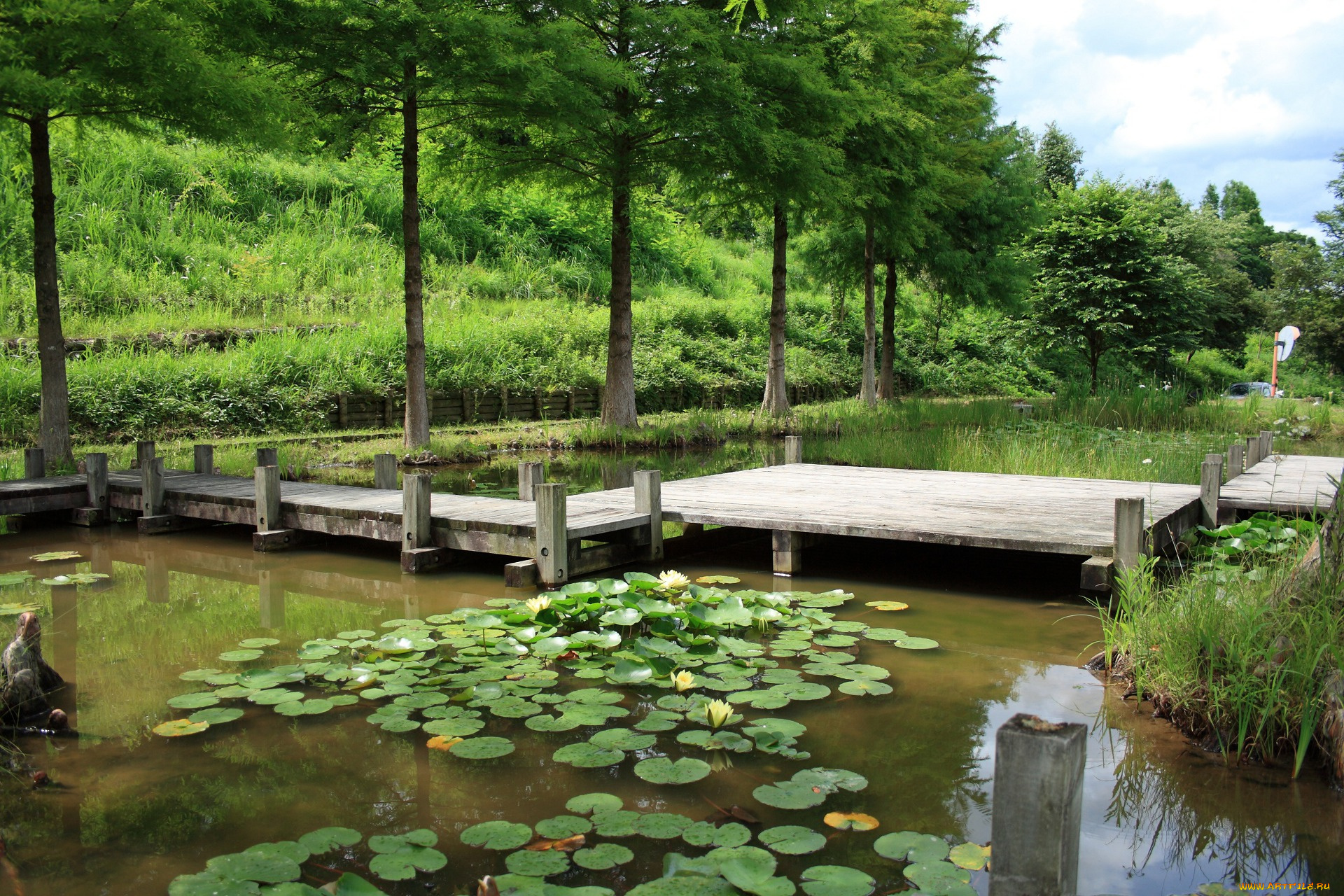 природа, парк, мост, лилии, вода