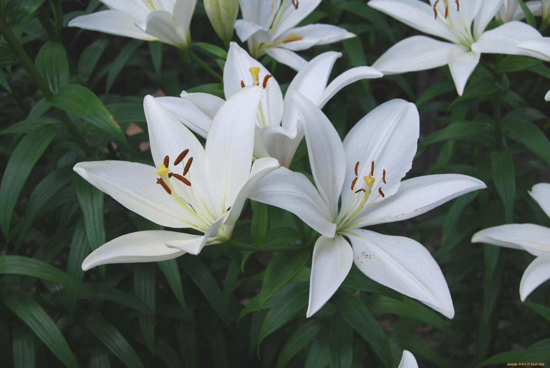цветы, лилии, лилейники