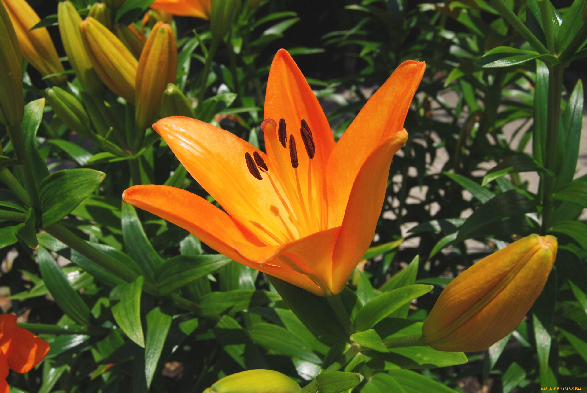цветы, лилии, лилейники