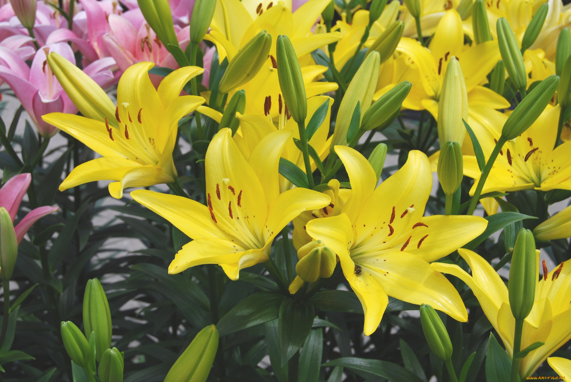 цветы, лилии, лилейники