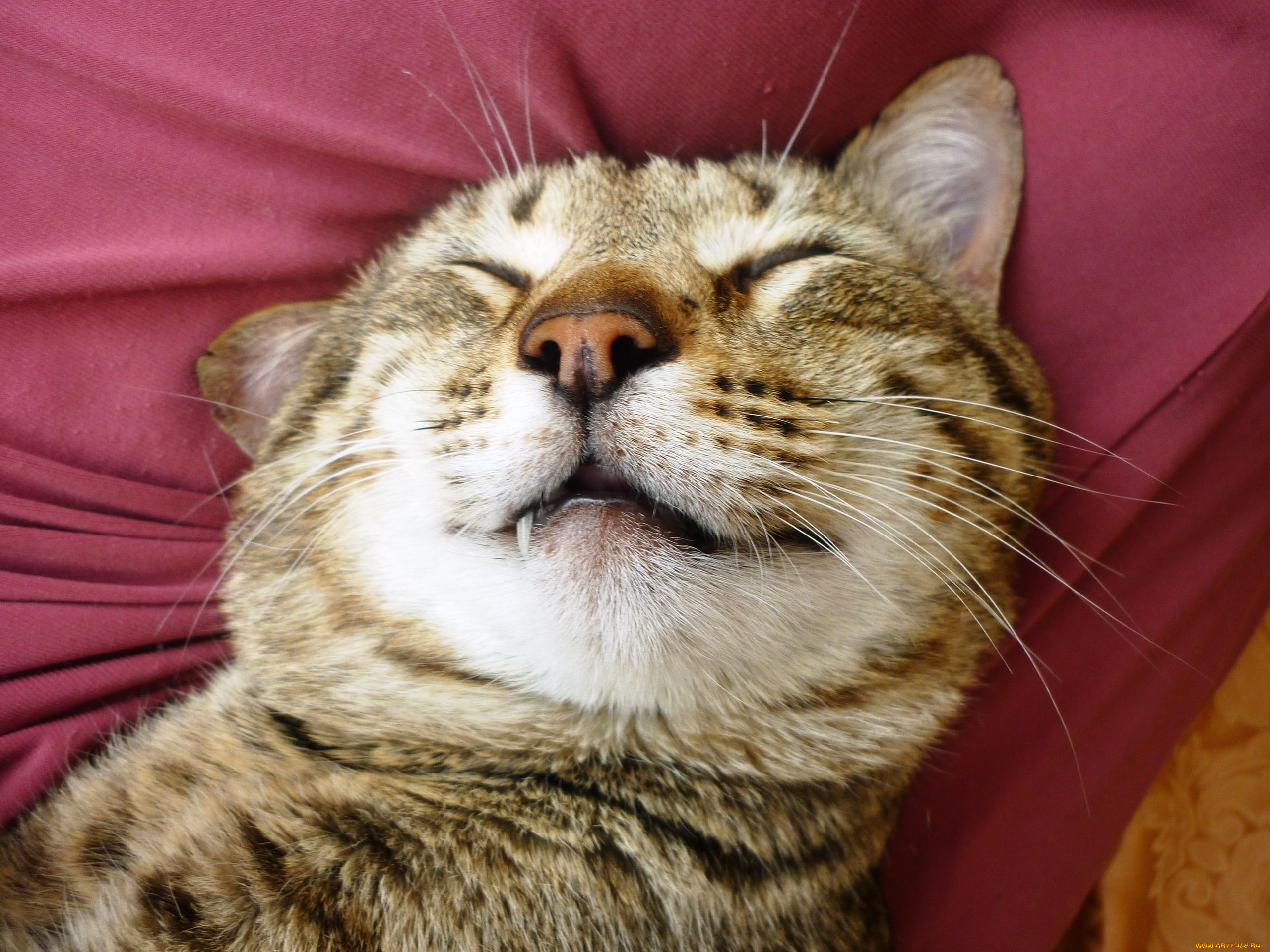 животные, коты