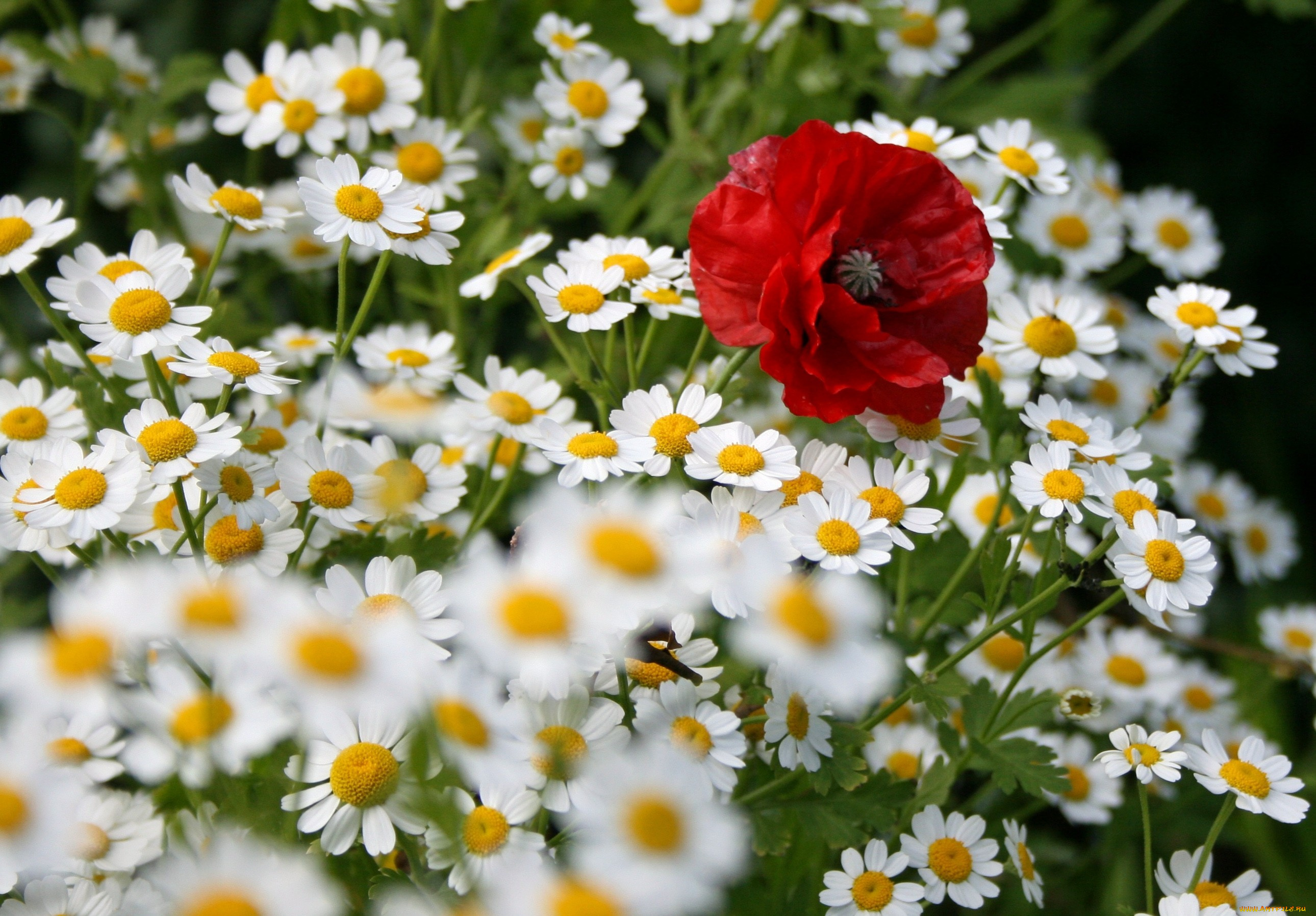 цветы, луговые, полевые, ромашки, мак, луг