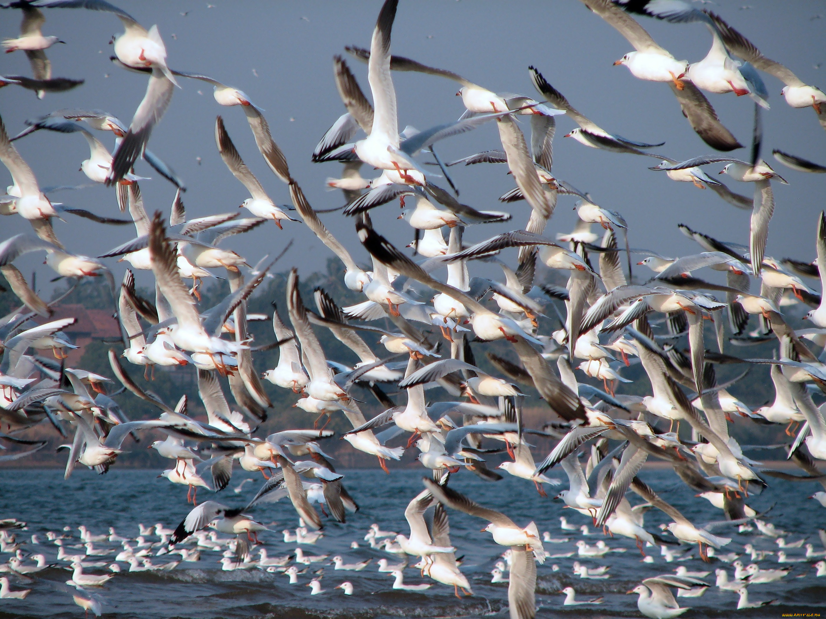 животные, Чайки, бакланы, крачки, много, полет, чайки