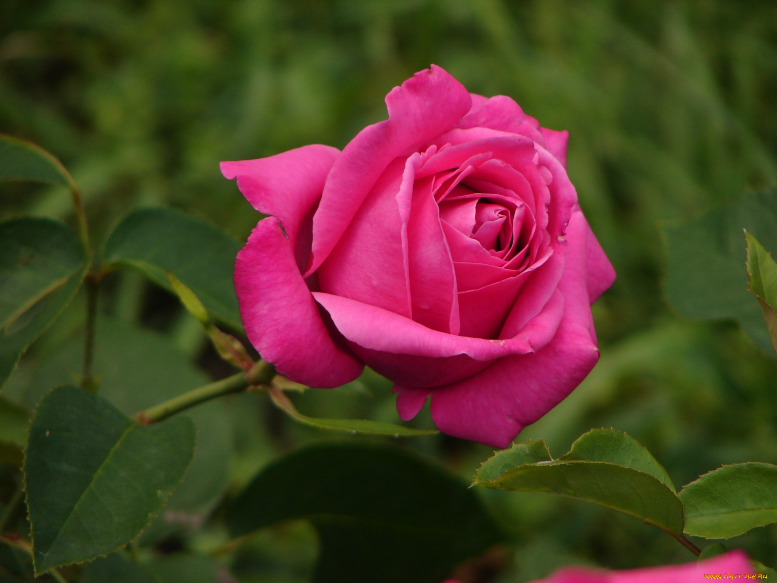 цветы, розы, ветка, роза, королева