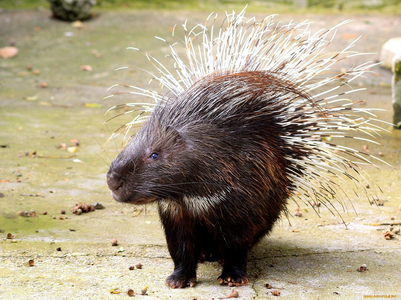 животные, дикобразы, иглы