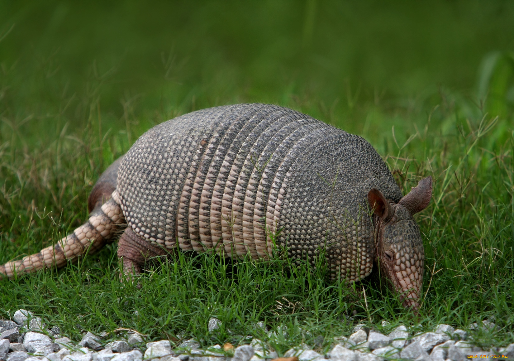 животные, броненосцы, броненосец, панцирь