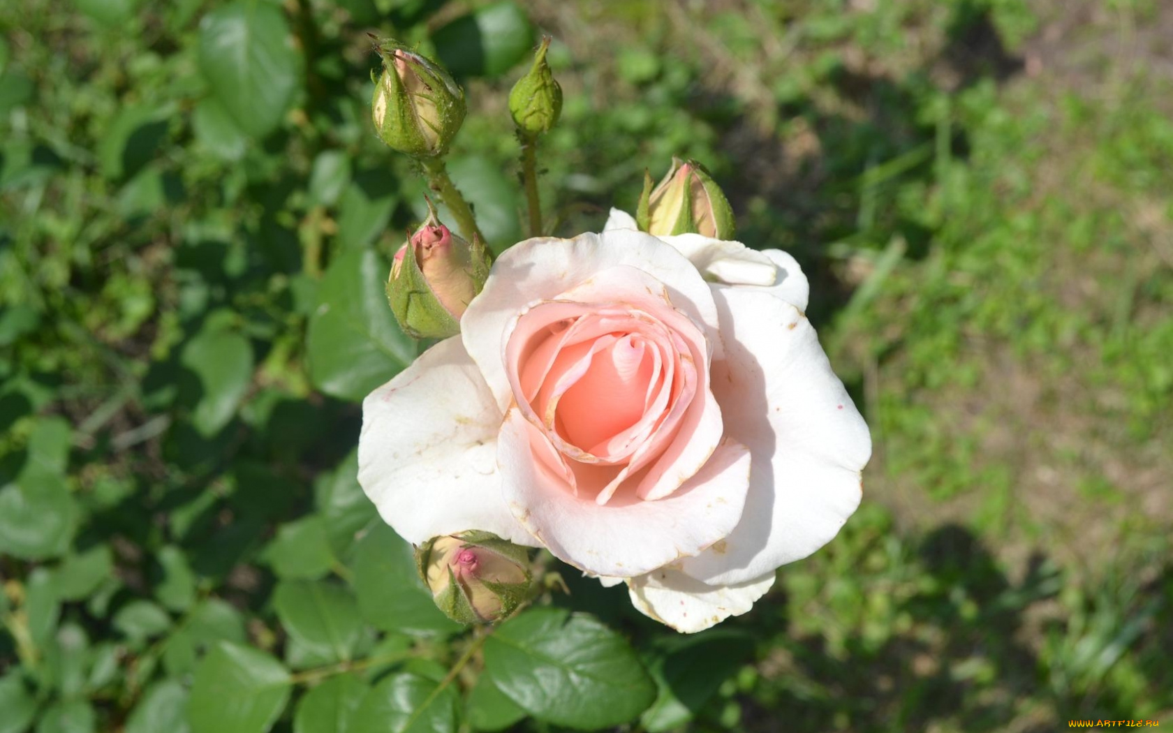 цветы, розы, кремовый