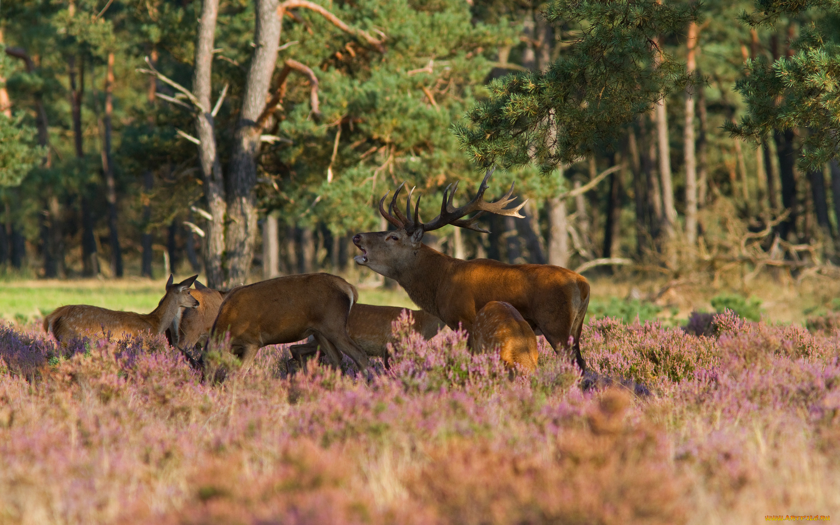 животные, олени, лес