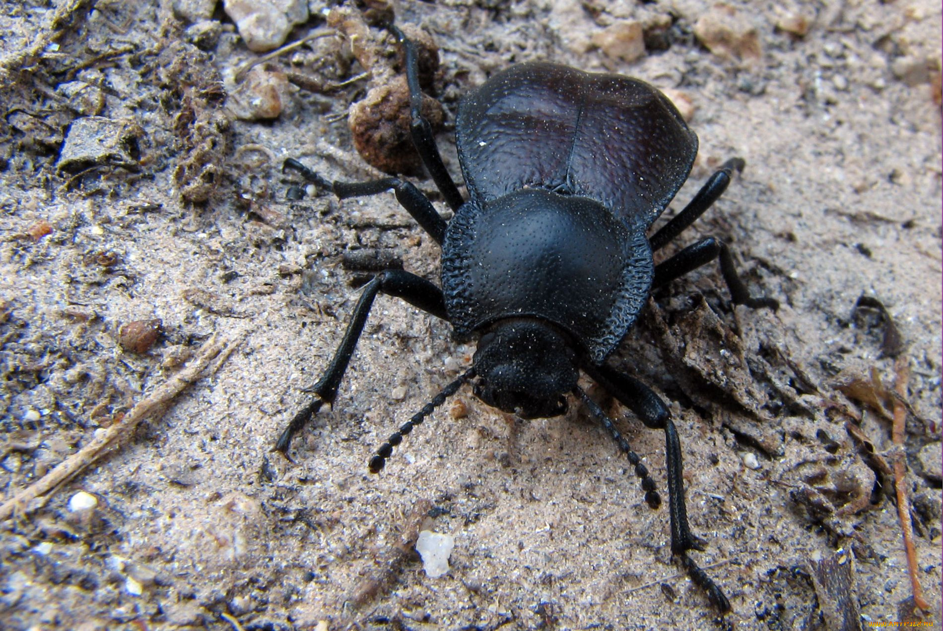 животные, насекомые, жук