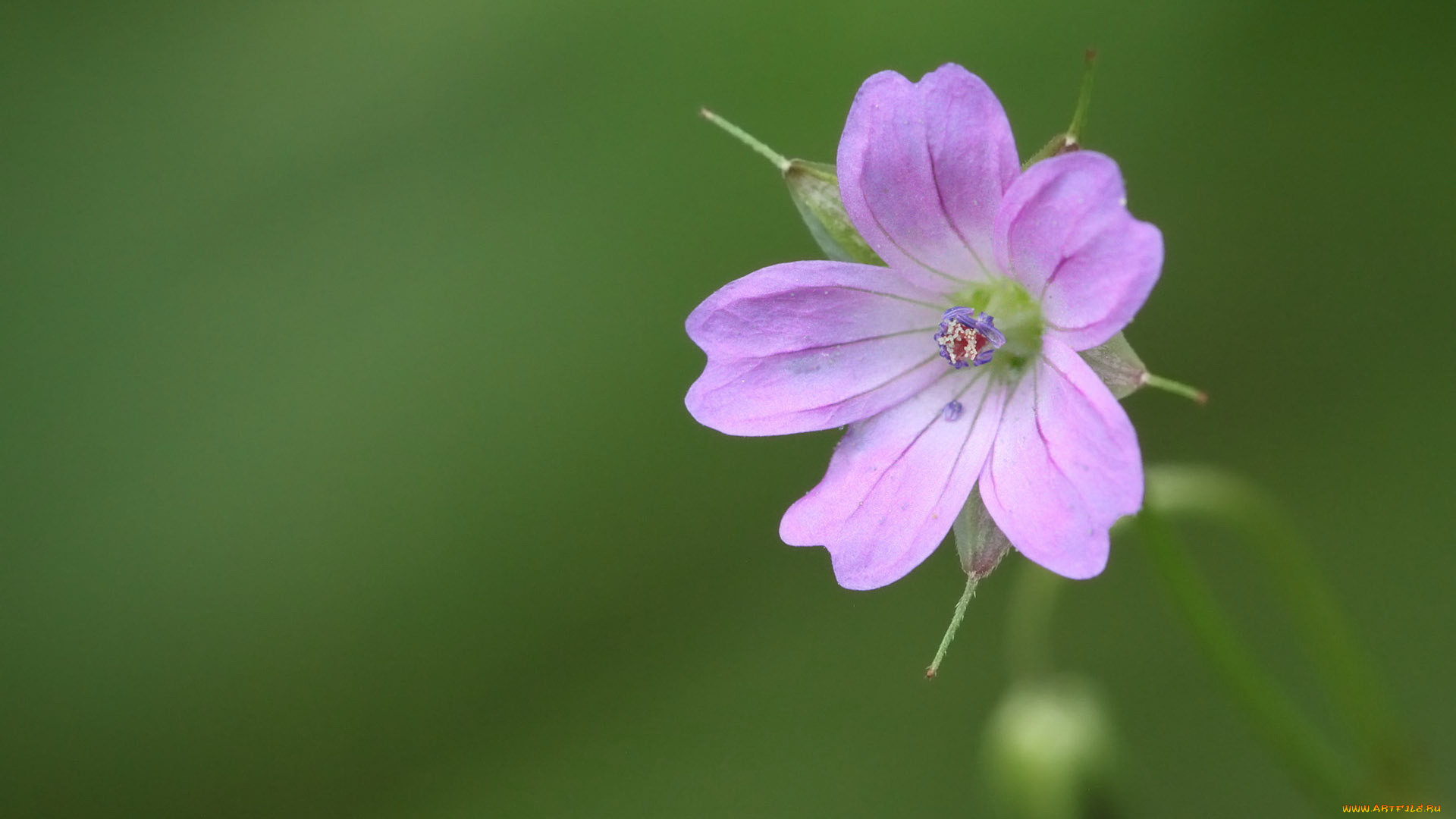 цветы, лепестки, зеленый, фон