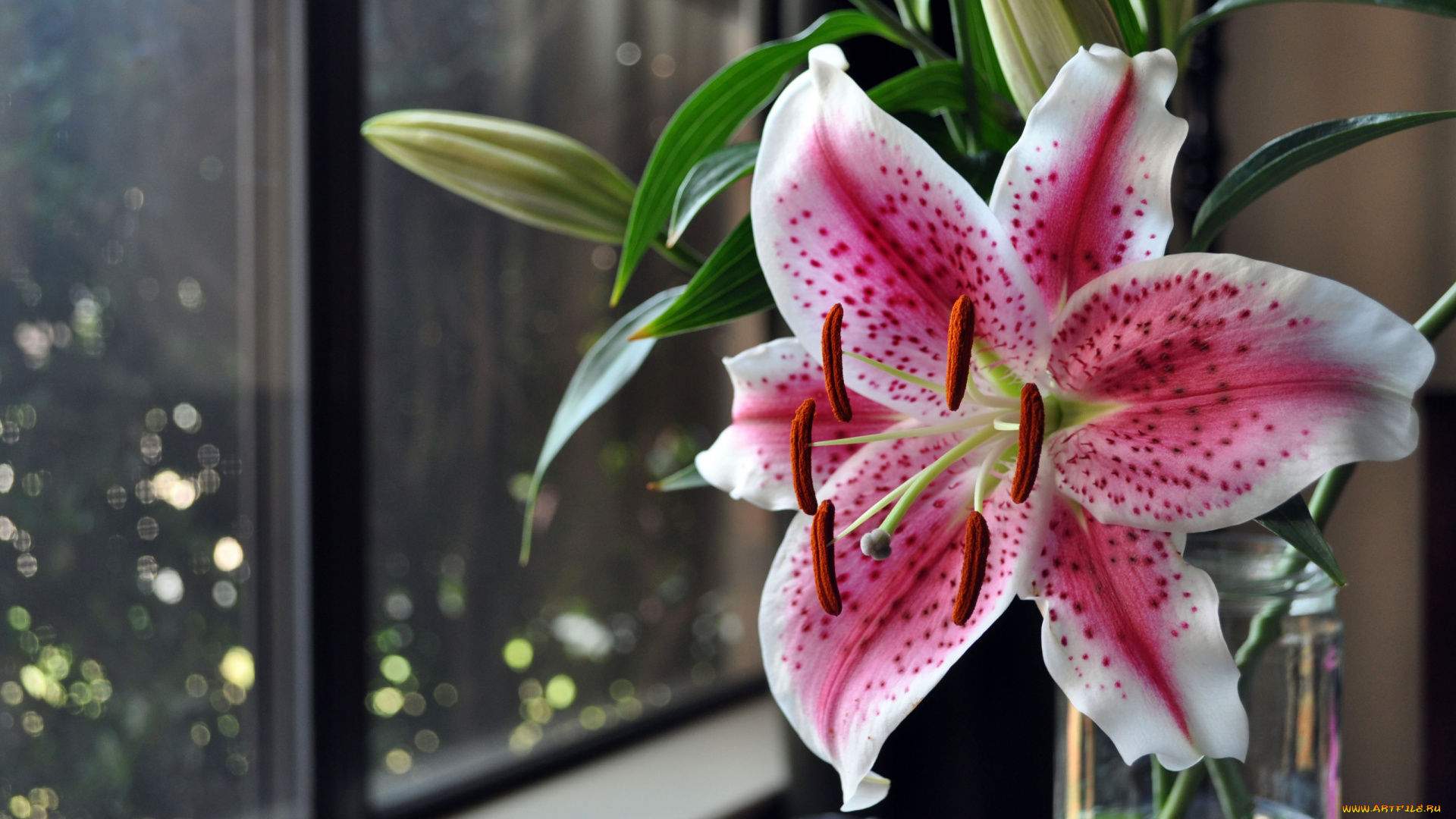 цветы, лилии, лилейники, азиатская, лилия, окно
