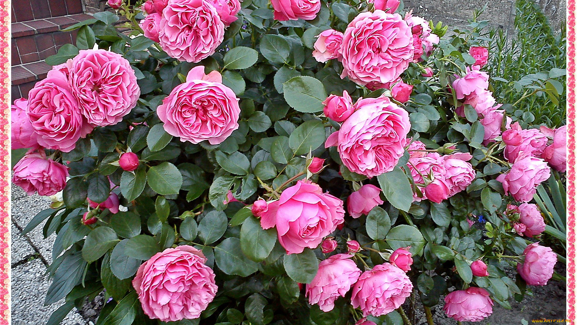 цветы, розы, куст, розовый, много