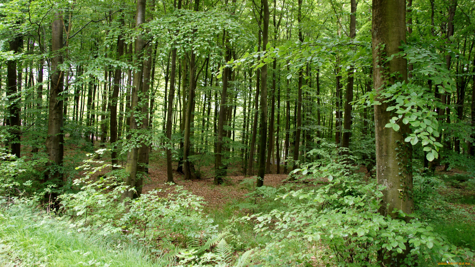 природа, лес, деревья, лето