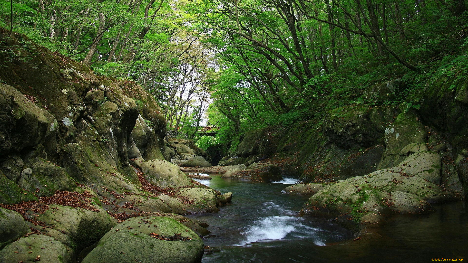 природа, реки, озера, лес, камни, ручей