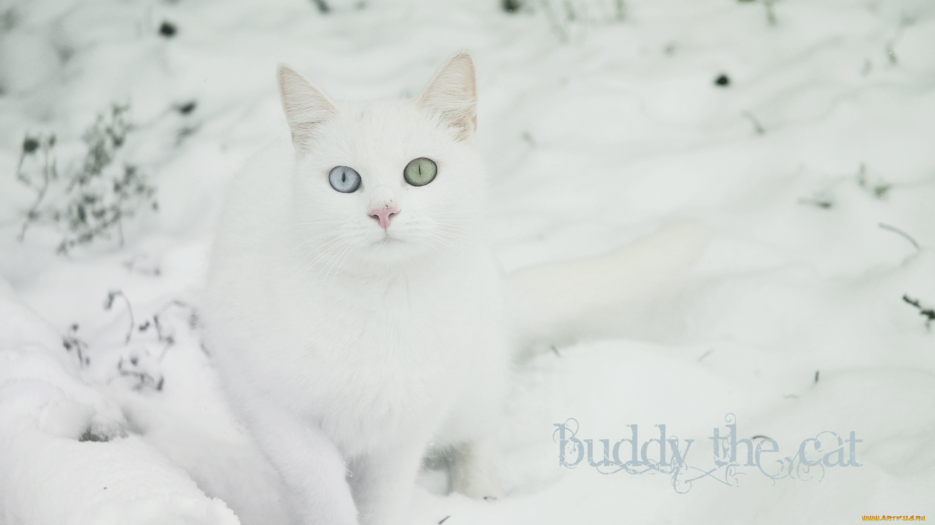 животные, коты, снег, кот