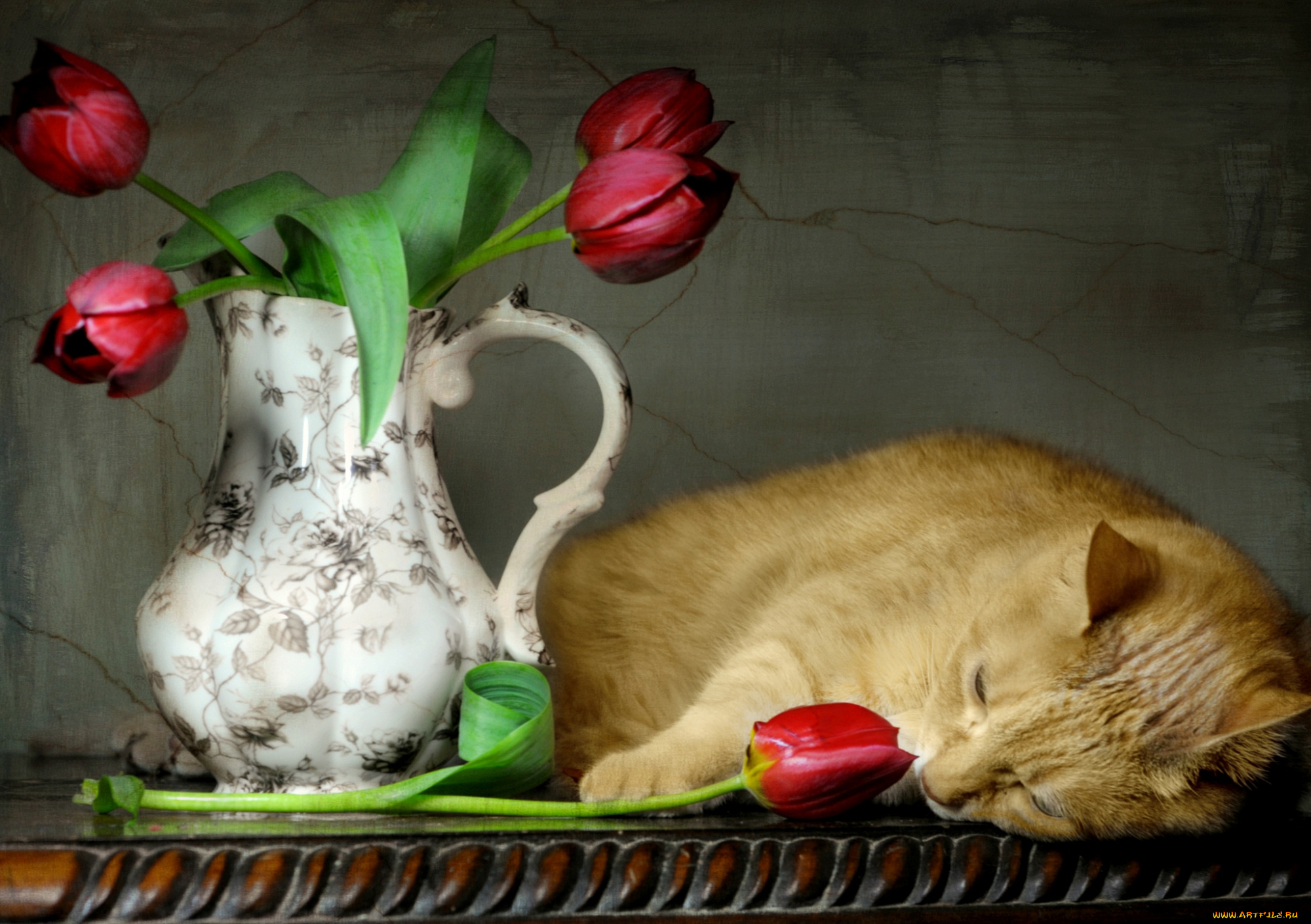 животные, коты, кот, ваза, тюльпаны