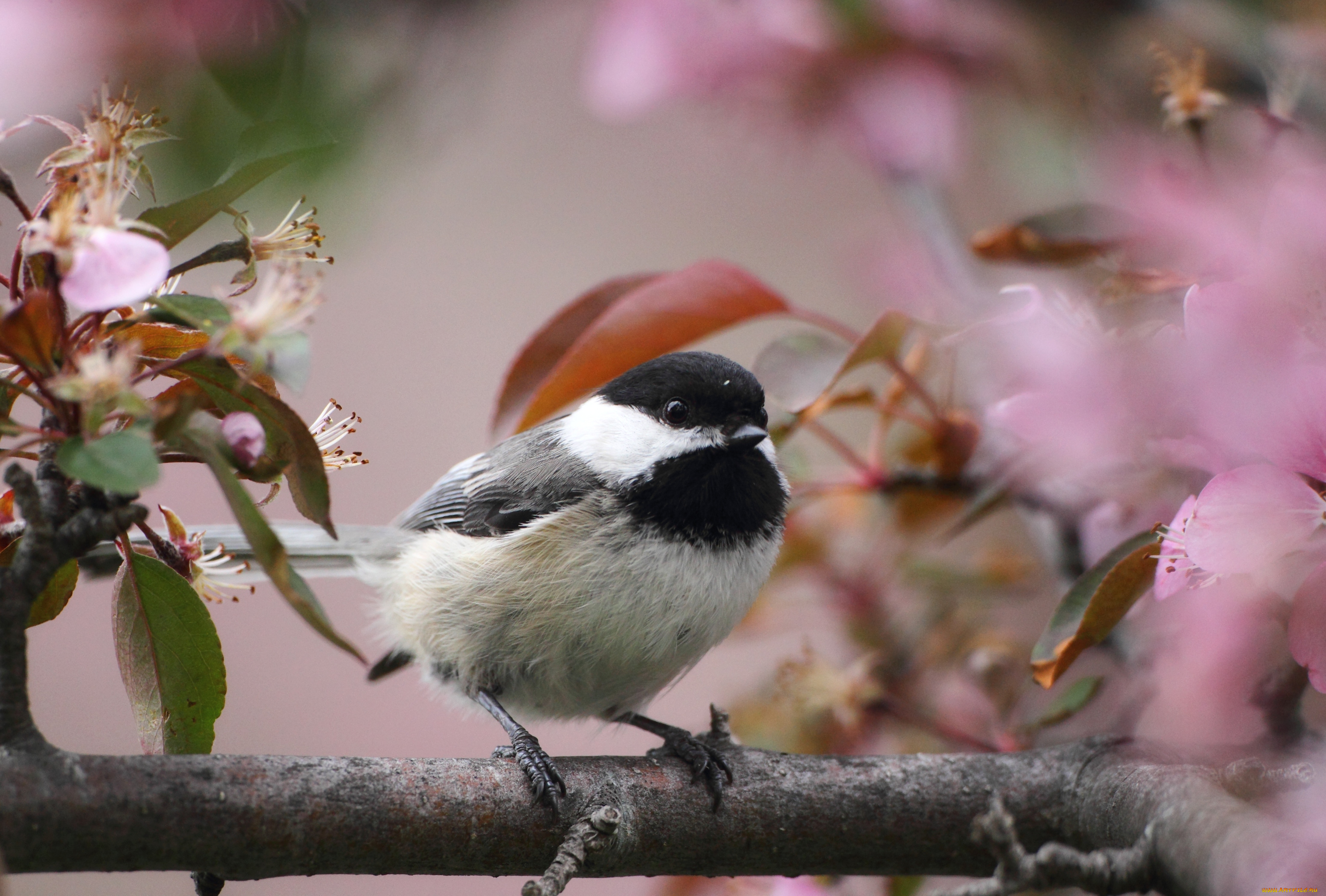 животные, синицы, лазоревки, ветка, цветение, синица
